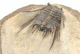Spiny Leonaspis Trilobite Morocco #208942-4
